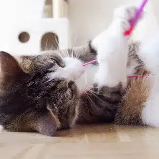 Kittenverzorging: Praktische tips van de dierenarts