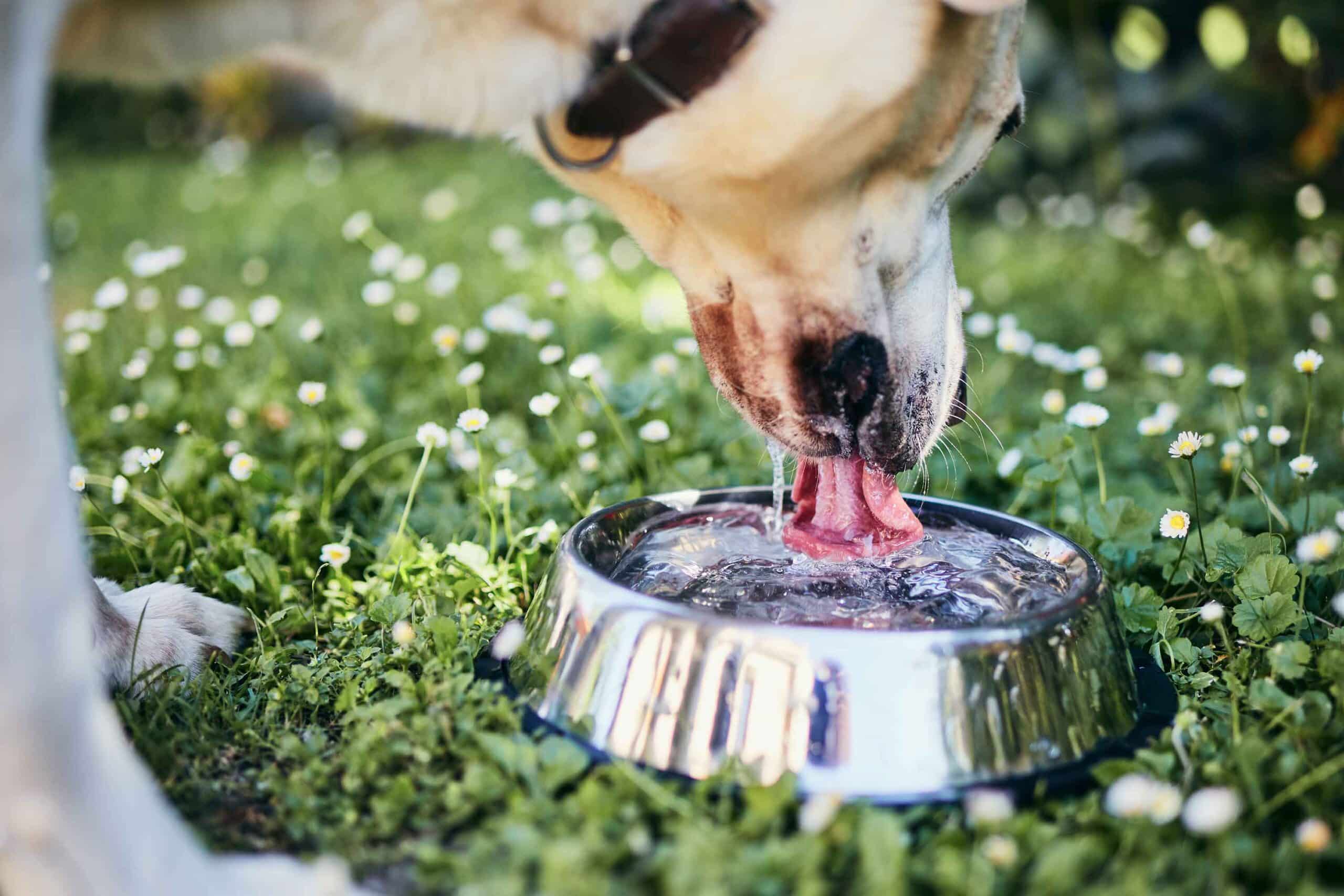 9 tips om je hond meer te laten drinken