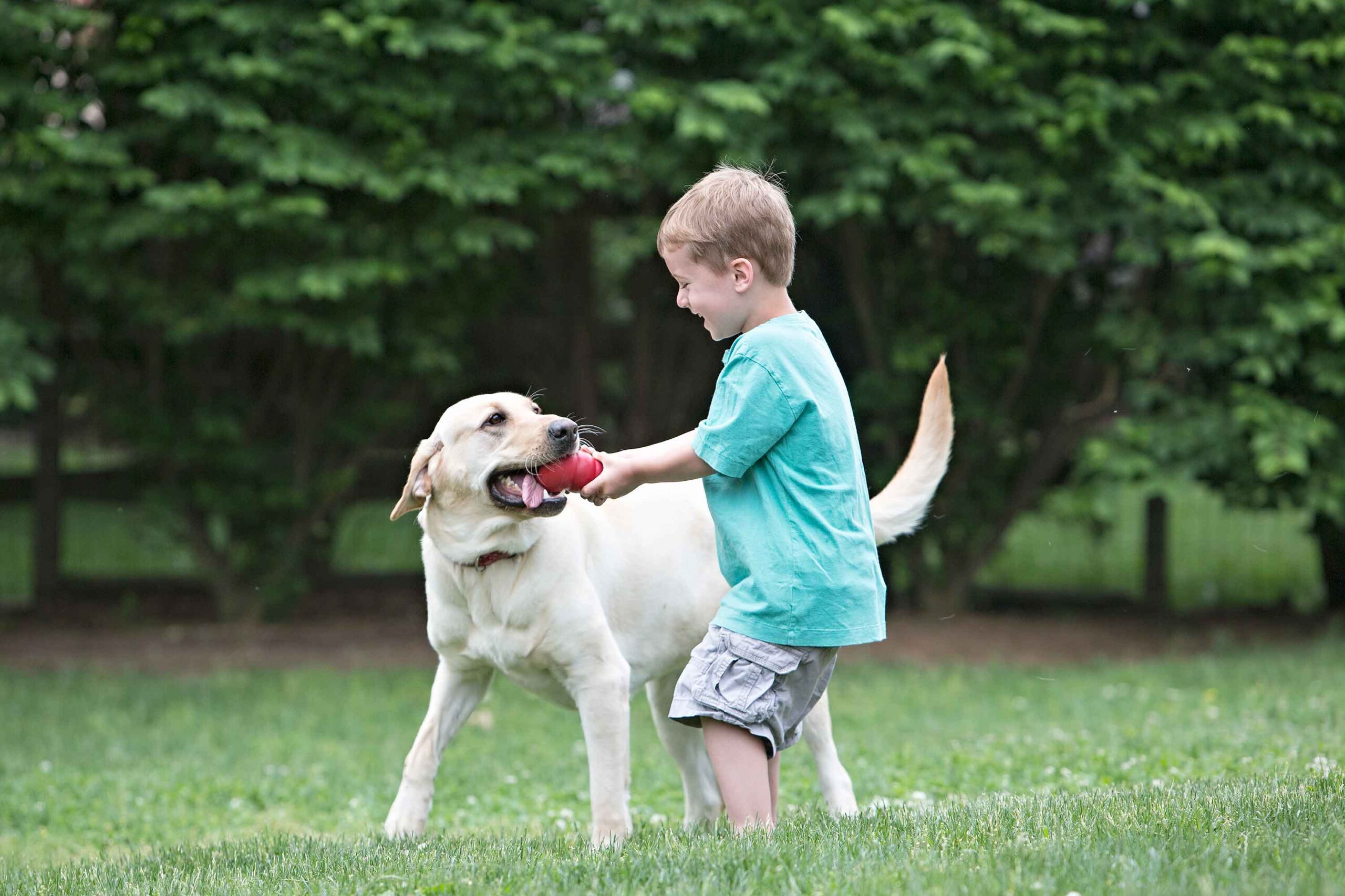 Heeft jouw hond al een KONG?