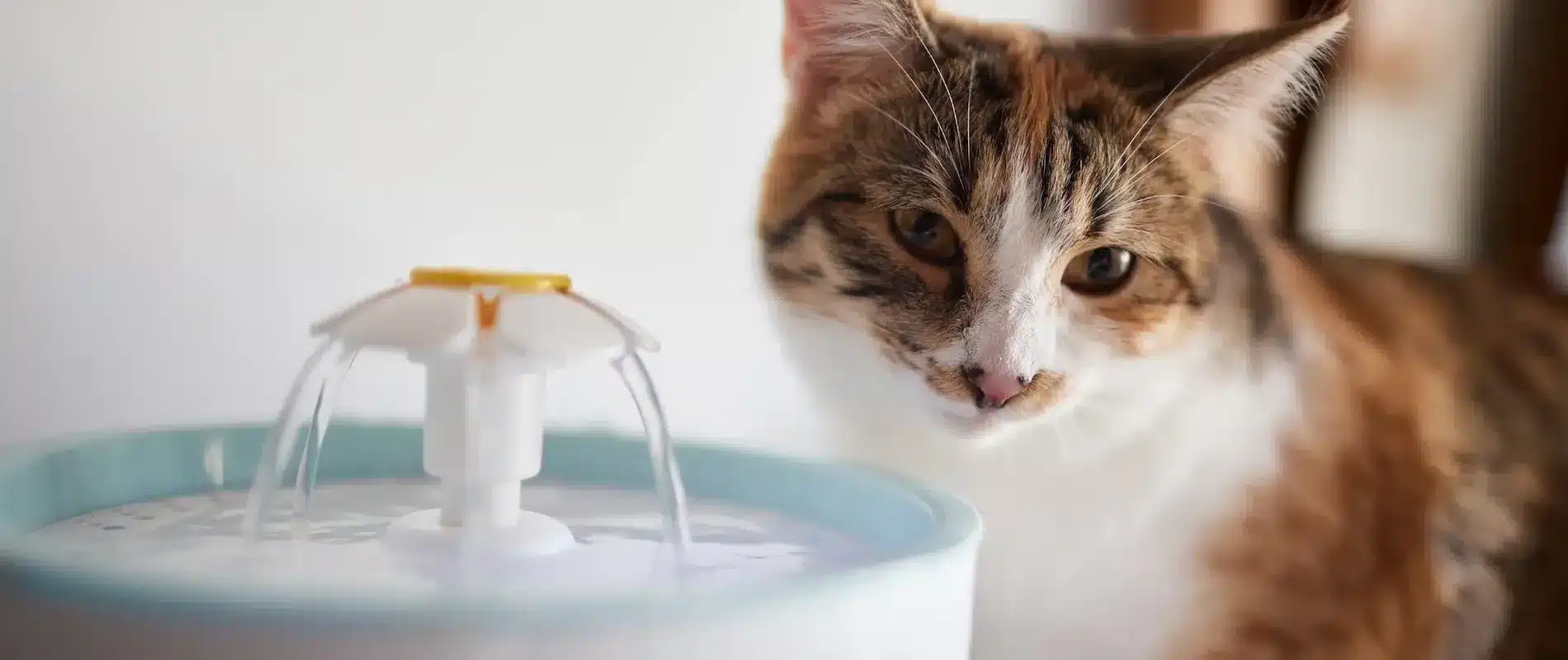 Hoeveel drinkt een kat?