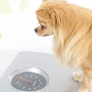 Overgewicht bij de hond: is mijn hond te dik?
