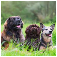 Hilkens Hondenbrokken