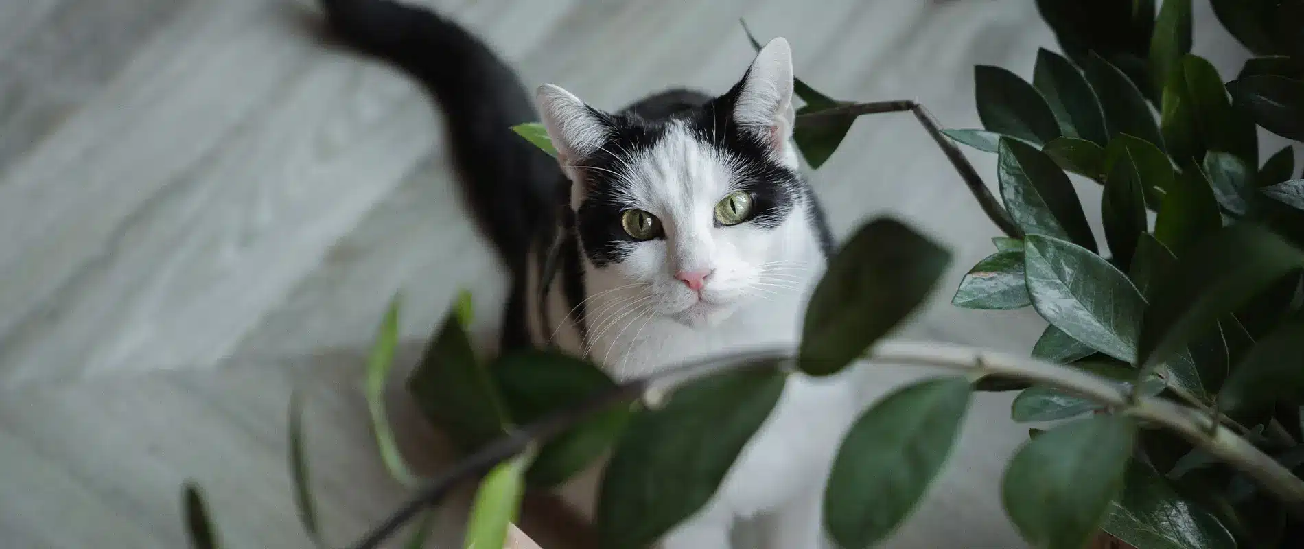 Kattentaal ontcijferen doe je zo