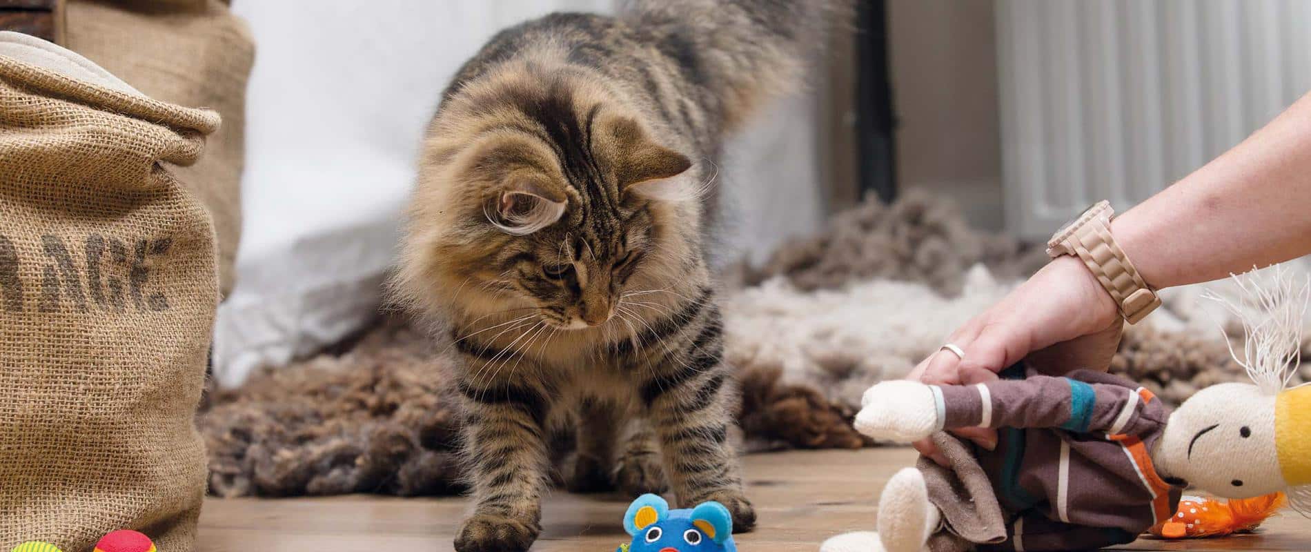 Leer je kat apporteren in 6 stappen