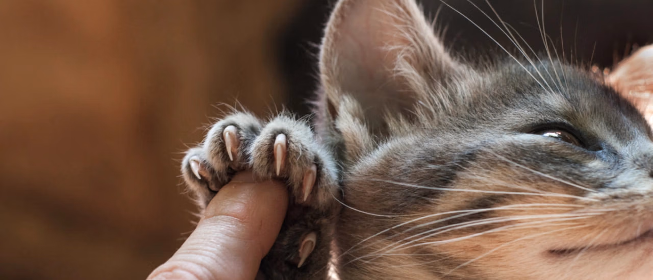 Nagels knippen bij je hond, kat of ander huisdier? Lees de tips!