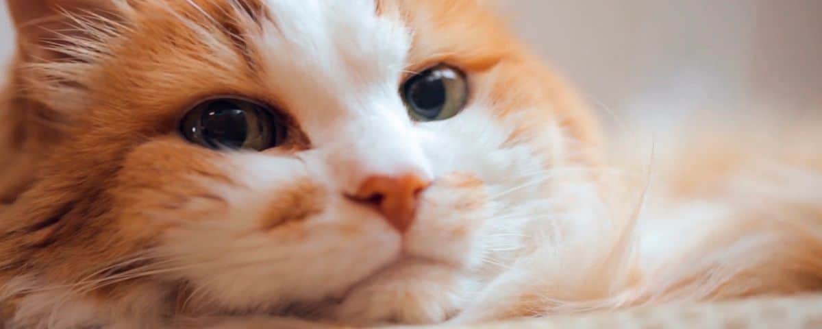 Oudere kat? 8 tips voor een fijne oude dag