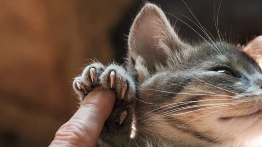 Nagels knippen bij je hond, kat of ander huisdier? Lees de tips!
