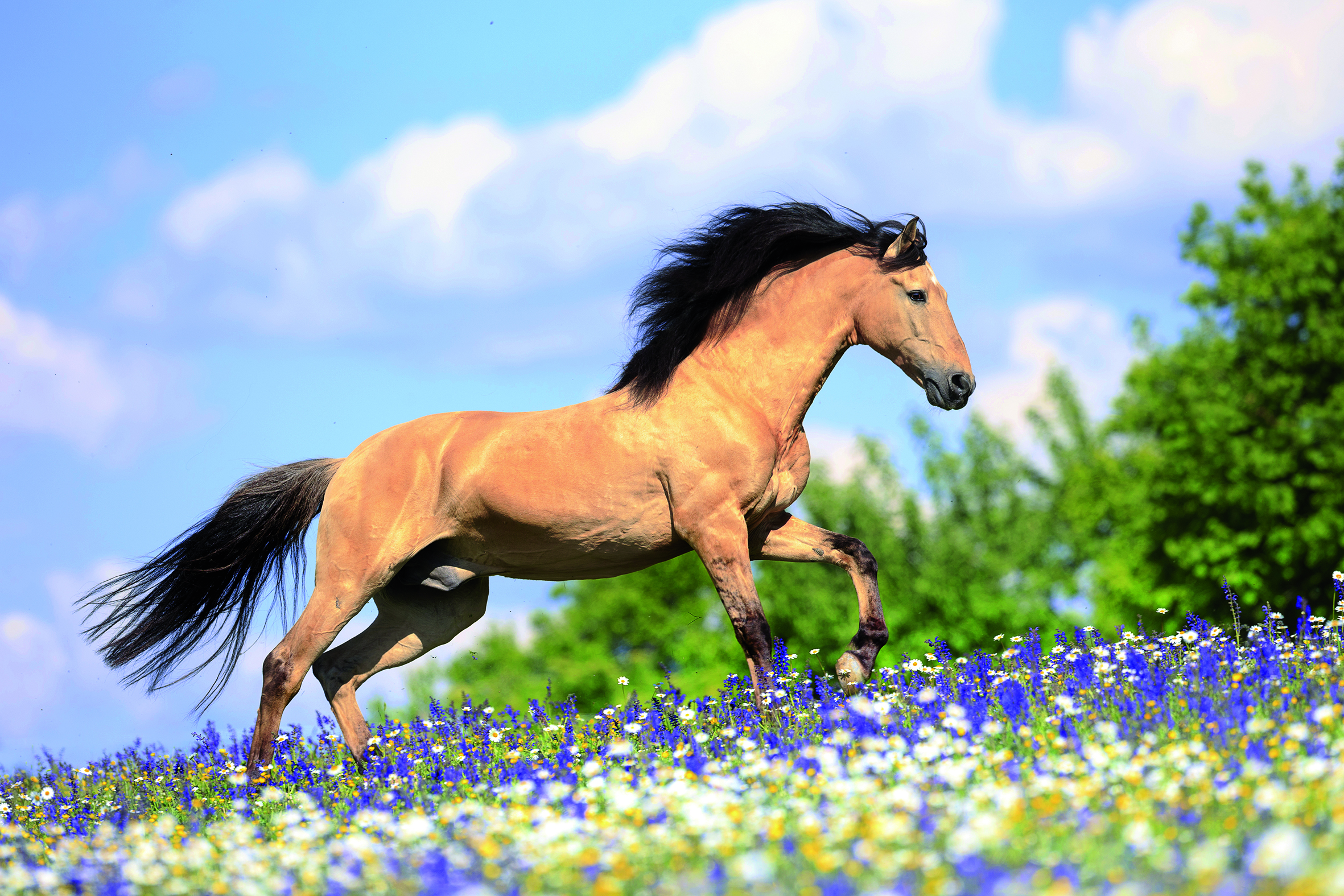 Marstall Condición uit het assortiment