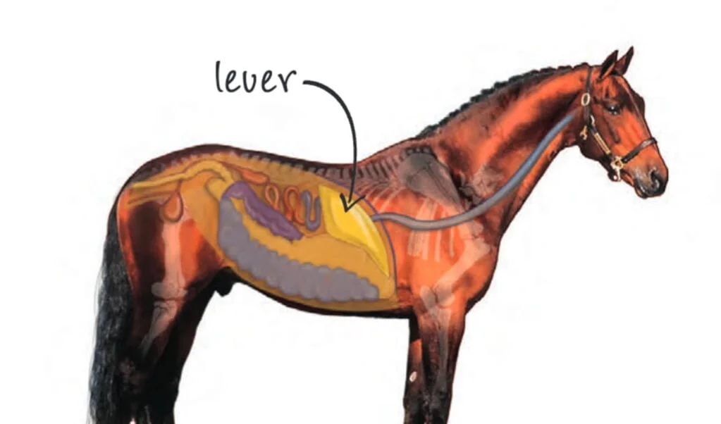 Graanvrij voeren bij leverproblemen