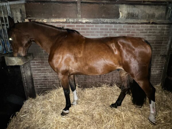 Marstall Vito – een tevreden klant