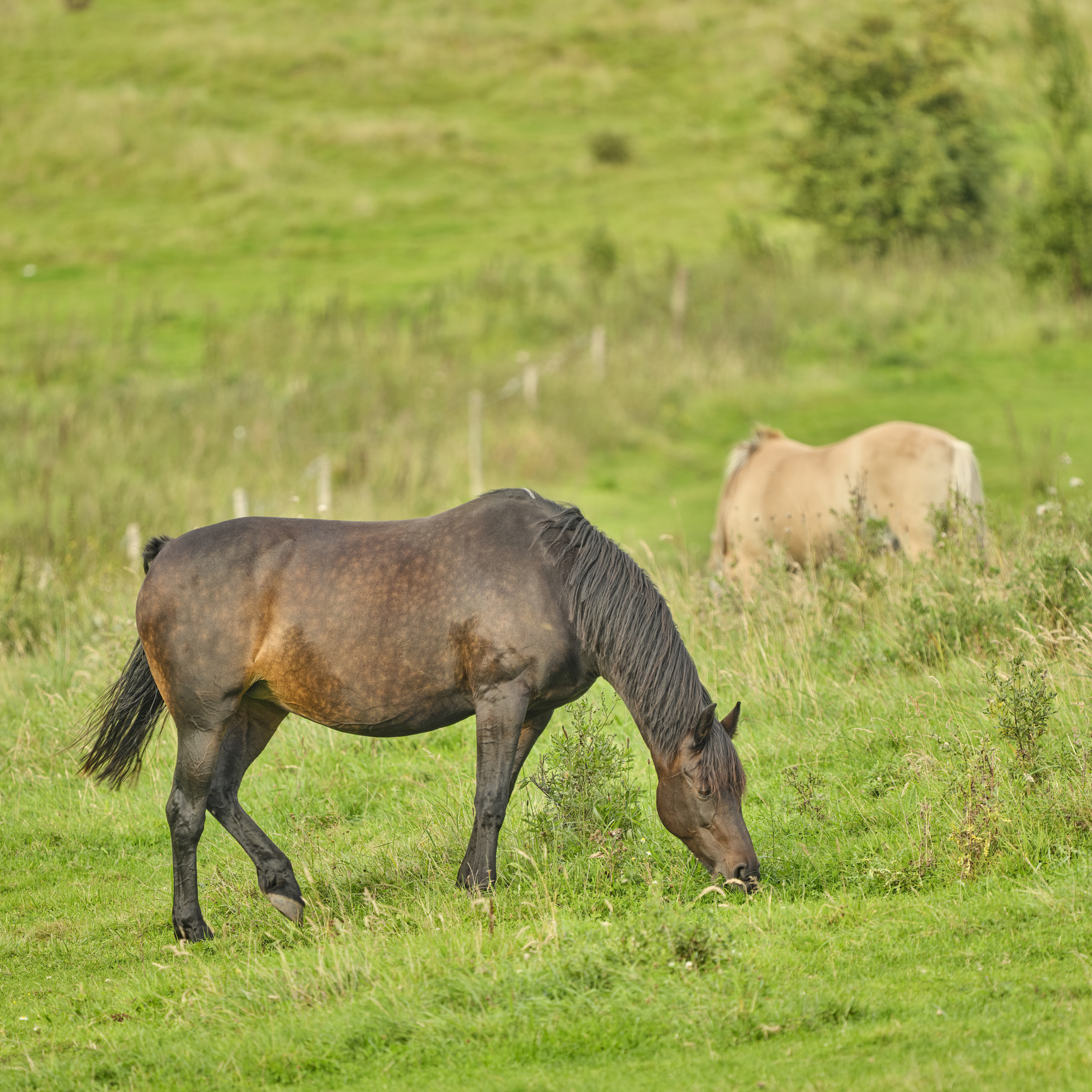 Wat is Verteerbaar Ruw Eiwit paard (VREp) en waarom is het cruciaal voor jouw paard?