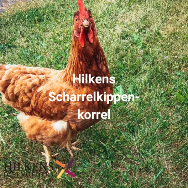 Scharrelkippenkorrel