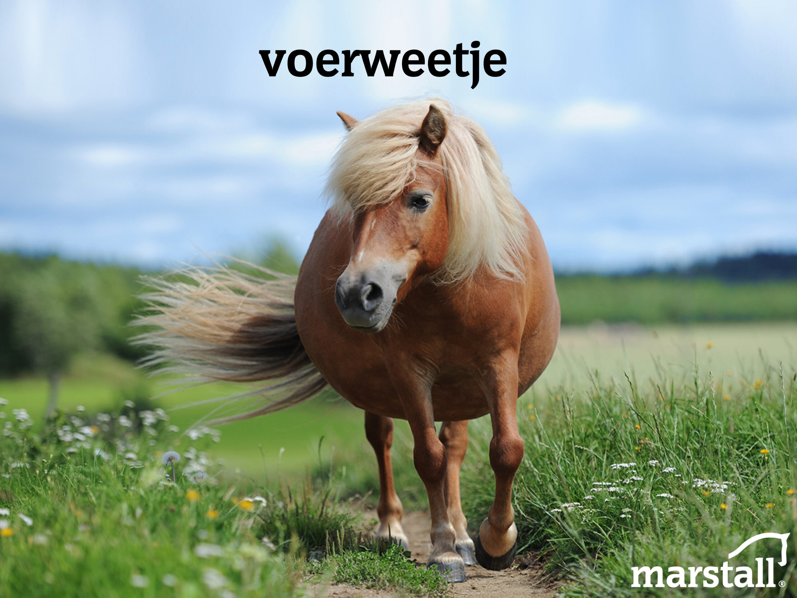 Mijn paard is te dik. Waar kan ik op letten om er voor te zorgen dat het op een gezonde manier afvalt