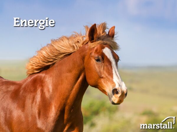 Hoeveel benutbare energie bevat paardenvoer?