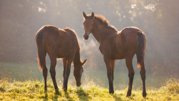 Geef fokmerries extra kracht!