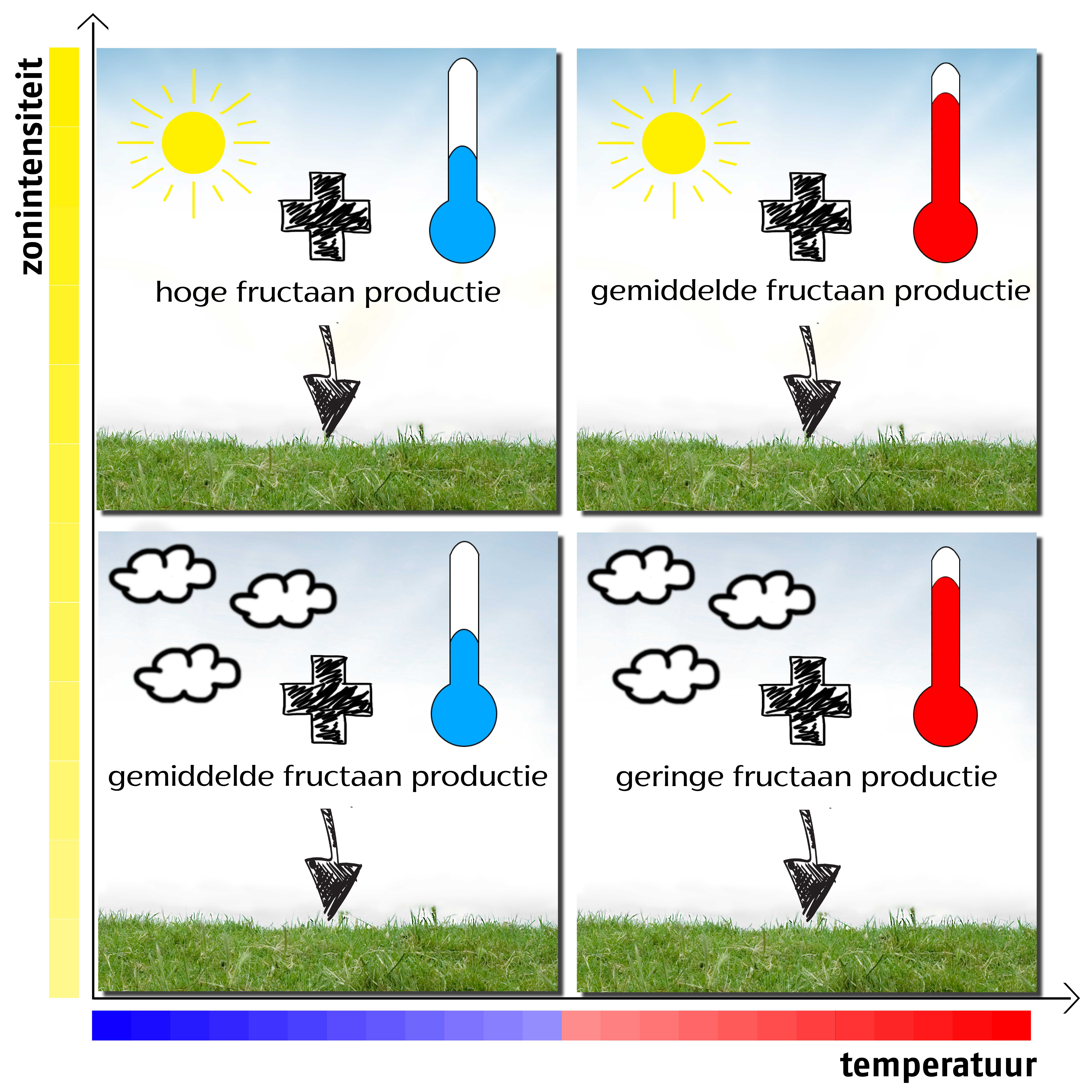 Fructaan in Gras: Wat is het en wanneer is het gevaarlijk?