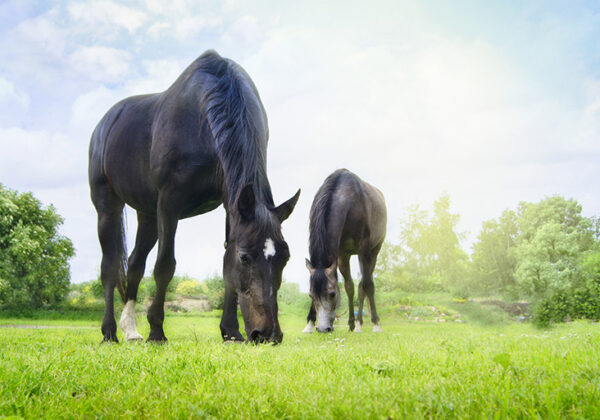 Hoefbevangenheid “Met het juiste voer kun je het risico beperken”