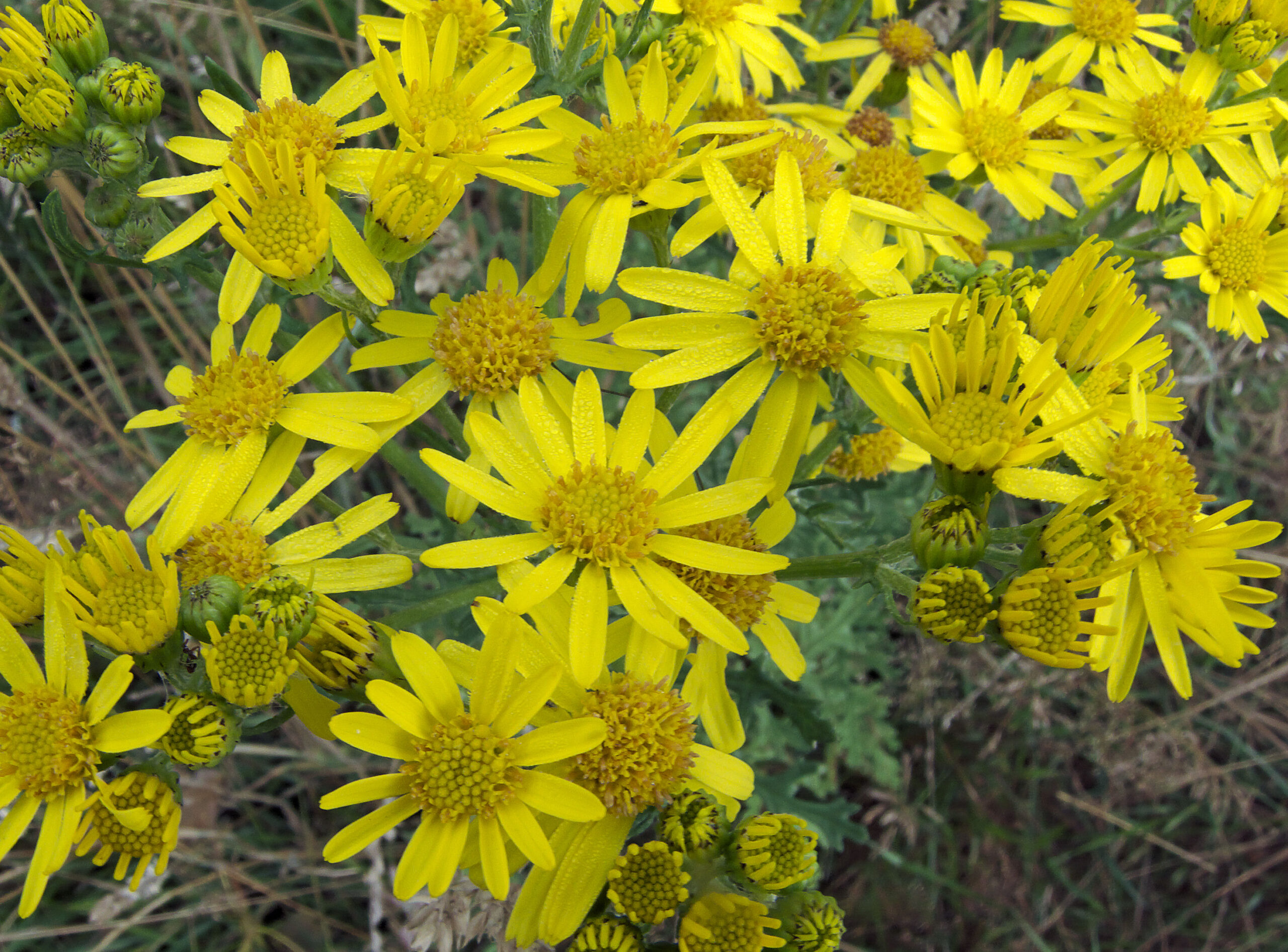Welke planten zijn giftig voor mijn paard?