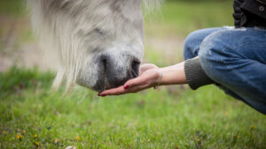 10 weetjes over de behoefte aan suiker bij paarden!