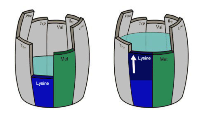 Aminozuren, hoe zit dat eigenlijk?