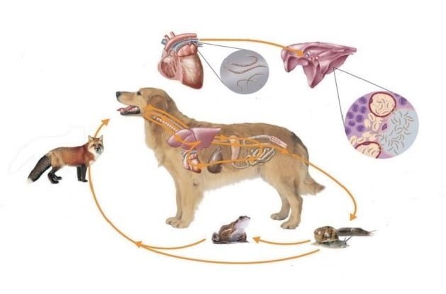 De onzichtbare vijand: Waarom preventief ontwormen cruciaal is voor jou én je huisdier