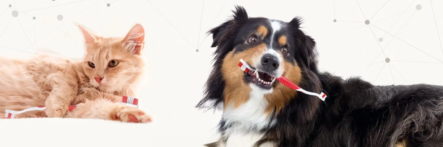 “Is die slechte adem normaal?” Alles wat je moet weten over het gebit van je huisdier