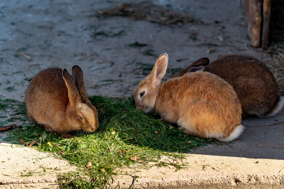 Hoe ziet het ideale verblijf voor je konijn eruit?