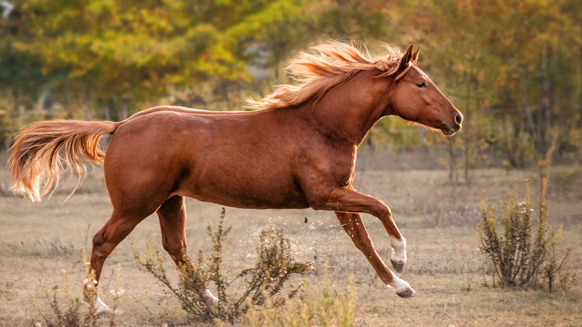 Zo ondersteun je jouw paard met PSSM 1, PSSM 2 of MFM