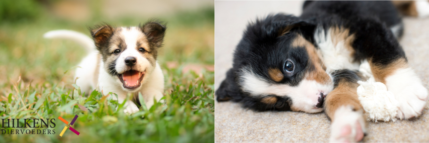 Een puppy in huis, wat komt daar allemaal bij kijken?