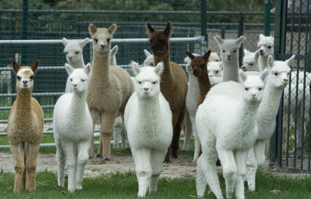 Wat eet een alpaca? De basis voor een gezonde kudde
