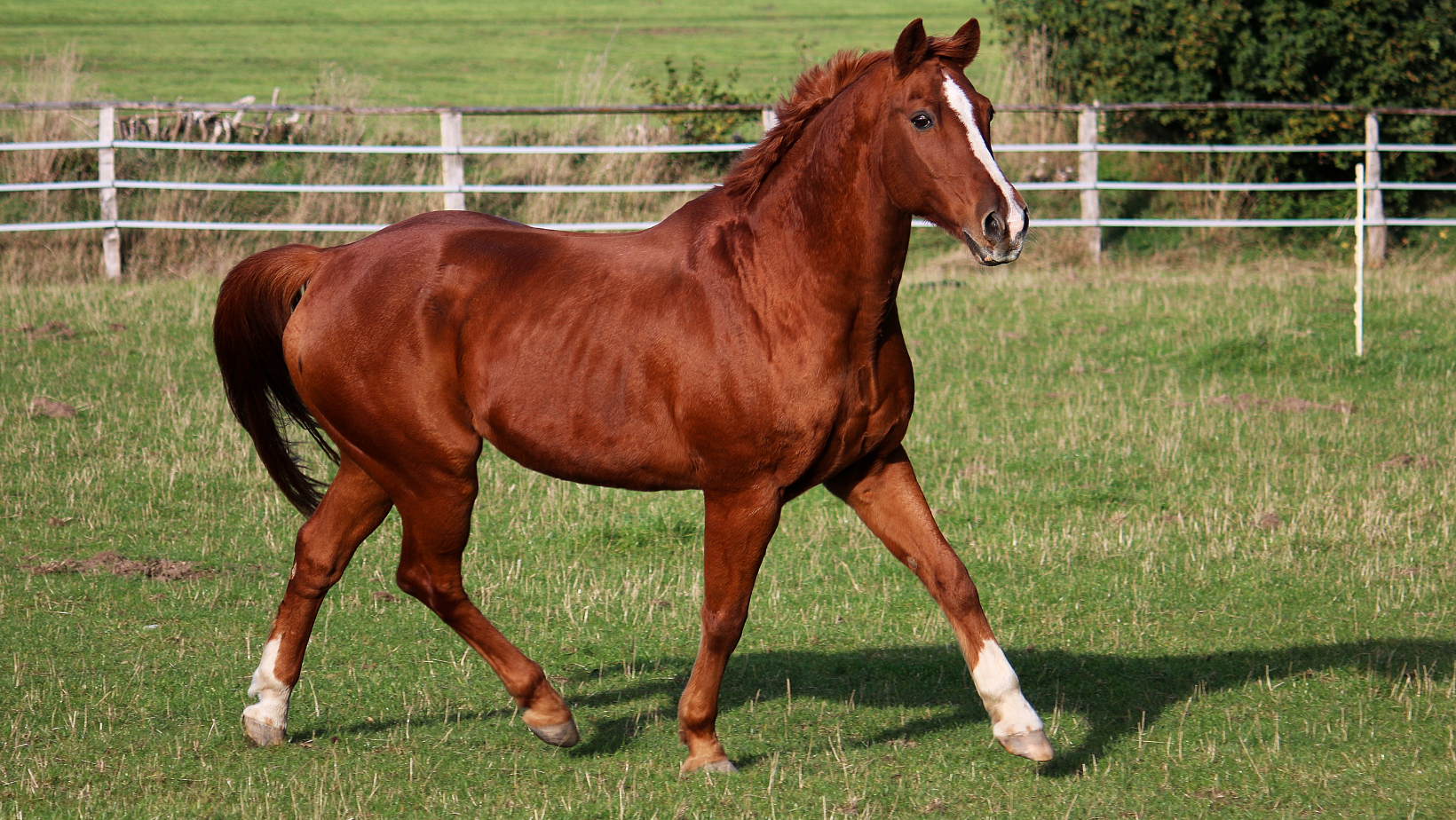 Help, mijn paard verhaart!