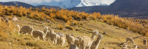 Zink: De sleutel tot een gezonde alpacavacht